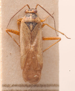 Plagiotylus zorzii, AMNH PBI00183829