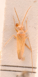 Platycranus eckerleini, AMNH PBI00183842