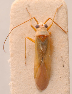 Platycranus hartigi, AMNH PBI00183844