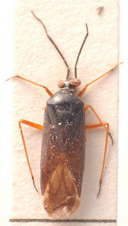 Saundersiella moerens, AMNH PBI00183796