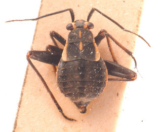 Scirtetellus gudali, AMNH PBI00183809