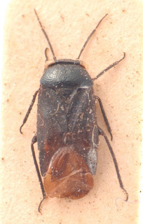Strongylocoris atrocoeruleus, AMNH PBI00183802