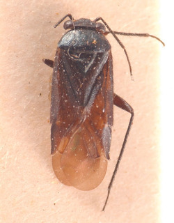 Strongylocoris coerulescens, AMNH PBI00183801