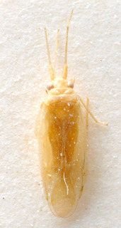 Brachynotocoris cyprius, AMNH PBI00183855