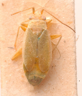 Labopidea lenensis, AMNH PBI00183853