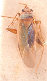 Orthotylus adenocarpi, AMNH PBI00183876