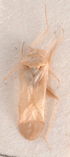 Orthotylus arthrophyti, AMNH PBI00183881
