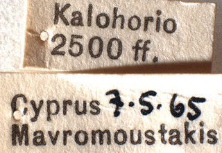 Orthotylus elongatus, AMNH PBI00183870