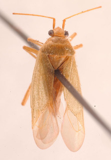 Orthotylus flavinervis, AMNH PBI00183863