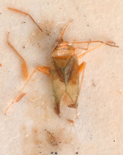 Orthotylus globiceps, AMNH PBI00183892