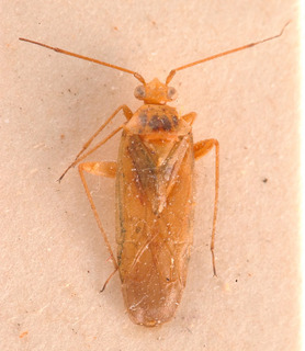 Orthotylus sicilianus, AMNH PBI00183866