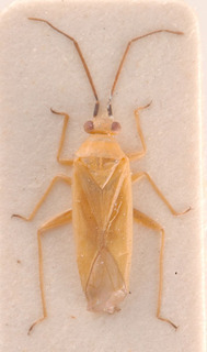 Orthotylus siuranus, AMNH PBI00183864
