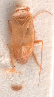 Orthotylus tantanus, AMNH PBI00183886