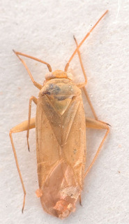 Orthotylus thymelaeae, AMNH PBI00183873