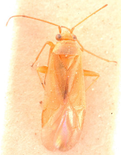 Orthotylus verticatus, AMNH PBI00183868