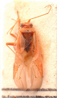 Pachylopidea asniensis, AMNH PBI00183857