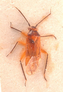 Parahypsitylus nevadensis, AMNH PBI00183859