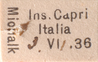 Platycranus erberi, AMNH PBI00183845