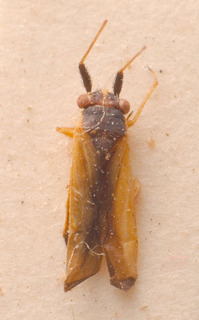 Platycranus genistae, AMNH PBI00183847