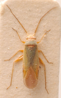 Platycranus remanei, AMNH PBI00183851