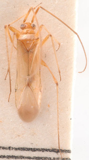 Blepharidopterus dubius, AMNH PBI00183918