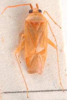 Canariocoris euphorbiae, AMNH PBI00183906