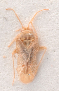 Ectagela punctata, AMNH PBI00183927