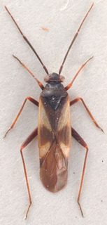 Globiceps genistae, AMNH PBI00183910