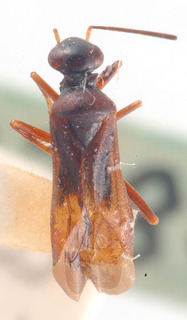 Globiceps rubi, AMNH PBI00183914