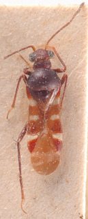 Laurinia fugax, AMNH PBI00183916