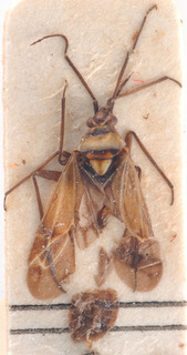 Macrotylus gravesteini, AMNH PBI00183938