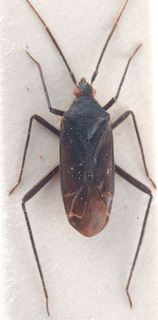 Macrotylus ponticus, AMNH PBI00183933