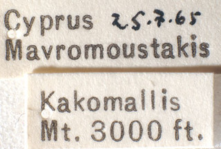 Macrotylus scutellaris, AMNH PBI00183936