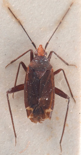 Macrotylus seidenstueckeri, AMNH PBI00183934