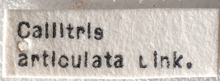 Orthotylus carinatus, AMNH PBI00183897