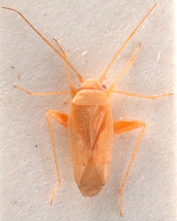 Orthotylus lesbicus, AMNH PBI00183895