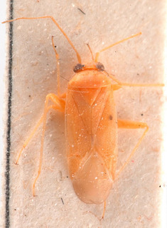 Orthotylus salicorniae, AMNH PBI00183893