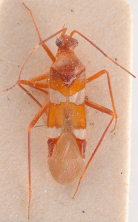 Systellonotus insularis, AMNH PBI00183923