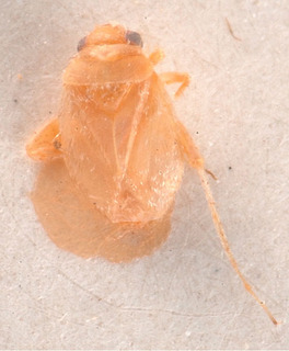 Anonychiella ovata, AMNH PBI00183985