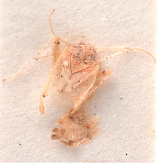 Atomophora basipunctata, AMNH PBI00183952