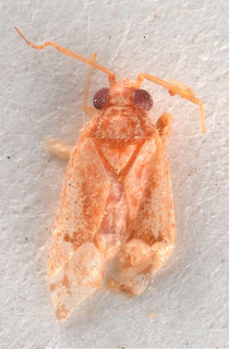 Atomophora macrophthalma, AMNH PBI00183953