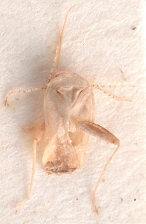 Compsonannus ovatus, AMNH PBI00183984