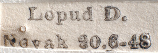 Europiella ovatula, AMNH PBI00183964