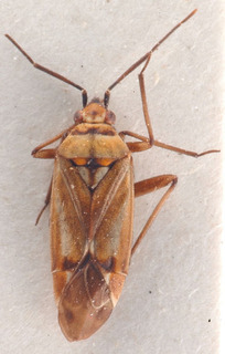 Macrotylus hamatus, AMNH PBI00183942