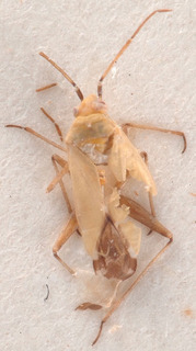 Macrotylus minor, AMNH PBI00183947