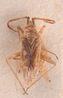 Macrotylus spergulariae, AMNH PBI00183944