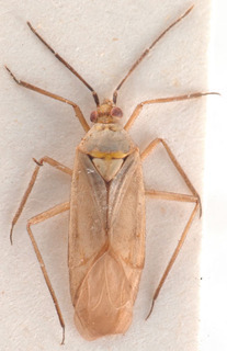 Macrotylus tamerus, AMNH PBI00183943