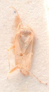 Marrubiocoris deserti, AMNH PBI00183981