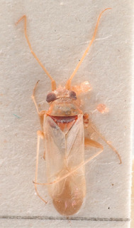 Nasocoris breviceps, AMNH PBI00183951