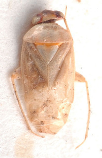 Campylomma celata, AMNH PBI00183987